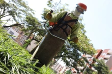 MÁS zonas verdes son embellecidas en Cali 
