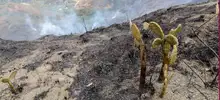 Denuncie a los pirómanos