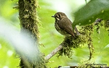 Administración Armitage presentó al Tororoi Bailador, la especie de ave descubierta recientemente en Cali