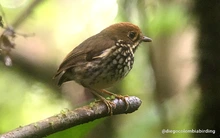 Administración Armitage presentó al Tororoi Bailador, la especie de ave descubierta recientemente en Cali