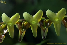 Esta es la nueva especie de orquídea descubierta en los Farallones de Cali 