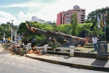 Problemas fitosanitarios y debilidad del terreno por lluvias generaron caída de ceiba: Dagma