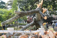 Problemas fitosanitarios y debilidad del terreno por lluvias generaron caída de ceiba: Dagma