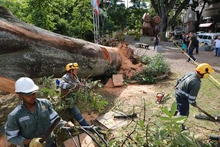 Problemas fitosanitarios y debilidad del terreno por lluvias generaron caída de ceiba: Dagma