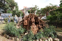 Problemas fitosanitarios y debilidad del terreno por lluvias generaron caída de ceiba: Dagma