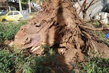 Problemas fitosanitarios y debilidad del terreno por lluvias generaron caída de ceiba: Dagma