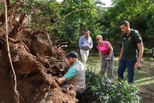 Problemas fitosanitarios y debilidad del terreno por lluvias generaron caída de ceiba: Dagma