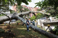 Problemas fitosanitarios y debilidad del terreno por lluvias generaron caída de ceiba: Dagma