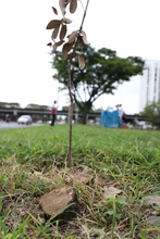 Árboles sembrados por el Dagma en la Autopista Sur fueron nuevamente vandalizados 
