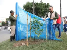 Administración Armitage repuso árboles vandalizados en la Autopista Sur y garantiza bienestar del corredor arbóreo de la Calle de la Feria  