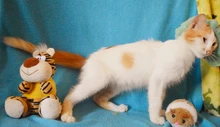 Jornada de adopción para los peluditos del área de renovación urbana