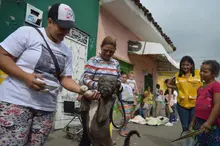 Jornada de adopción para los peluditos del área de renovación urbana