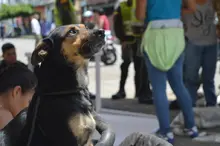 Jornada de adopción para los peluditos del área de renovación urbana