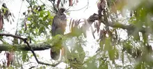 Alista tus binóculos y la cámara fotográfica para el censo de aves acuáticas
