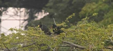 Se realizó el Censo Neotropical de Aves Acuáticas 