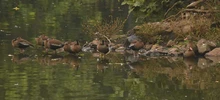 Se realizó el Censo Neotropical de Aves Acuáticas 
