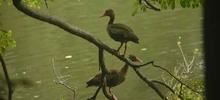 Se realizó el Censo Neotropical de Aves Acuáticas 