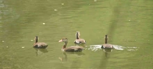 Se realizó el Censo Neotropical de Aves Acuáticas 