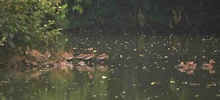Se realizó el Censo Neotropical de Aves Acuáticas 