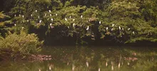 Se realizó el Censo Neotropical de Aves Acuáticas 