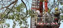 Extraen 4.800 orugas de ceibas del barrio San Nicolás