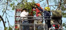 Extraen 4.800 orugas de ceibas del barrio San Nicolás