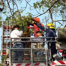 Extraen 4.800 orugas de ceibas del barrio San Nicolás