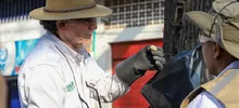 Extraen 4.800 orugas de ceibas del barrio San Nicolás