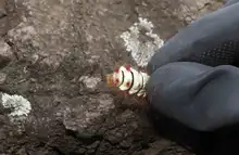 Extraen 4.800 orugas de ceibas del barrio San Nicolás