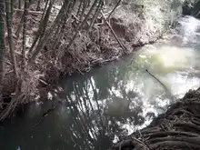 Destaponan empalizada en el río Lili