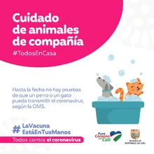 Recomendaciones para cuidar los animales de compañía en tiempos de pandemia