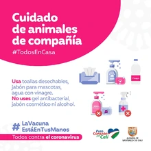 Recomendaciones para cuidar los animales de compañía en tiempos de pandemia