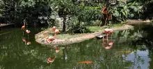 Alcaldía, Dagma y CVC, comprometidos con el Zoológico de Cali