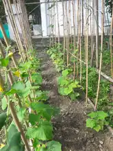 Un proyecto de huerta escolar forma conciencia ambiental en tiempos de confinamiento
