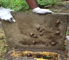 El Caracol africano prolifera en tiempo de lluvias.