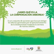 En el marco del ‘Día del Árbol’, Infraestructura sembrará 27205 especies