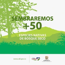 En el marco del ‘Día del Árbol’, Infraestructura sembrará 27205 especies