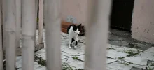 Animales también necesitan solidaridad de los caleños en tiempos de cuarentena