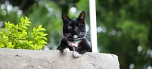 Animales también necesitan solidaridad de los caleños en tiempos de cuarentena