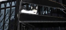 Animales también necesitan solidaridad de los caleños en tiempos de cuarentena