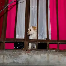 Animales también necesitan solidaridad de los caleños en tiempos de cuarentena