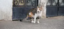Intervención desde zoonosis en el barrio Bretaña. Castración de gatos