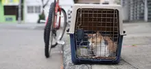 Intervención desde zoonosis en el barrio Bretaña. Castración de gatos