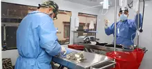 Intervención desde zoonosis en el barrio Bretaña. Castración de gatos