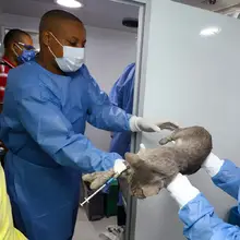 Intervención desde zoonosis en el barrio Bretaña. Castración de gatos