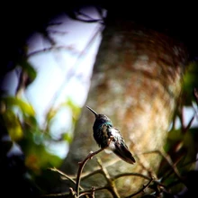 Celebra el Día de las Aves, mañana, 9 de mayo 