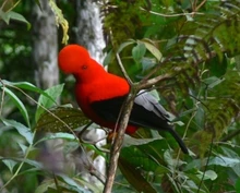 Celebra el Día de las Aves, mañana, 9 de mayo 