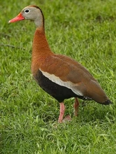 Celebra el Día de las Aves, mañana, 9 de mayo 