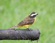 Celebra el Día de las Aves, mañana, 9 de mayo 