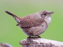 Celebra el Día de las Aves, mañana, 9 de mayo